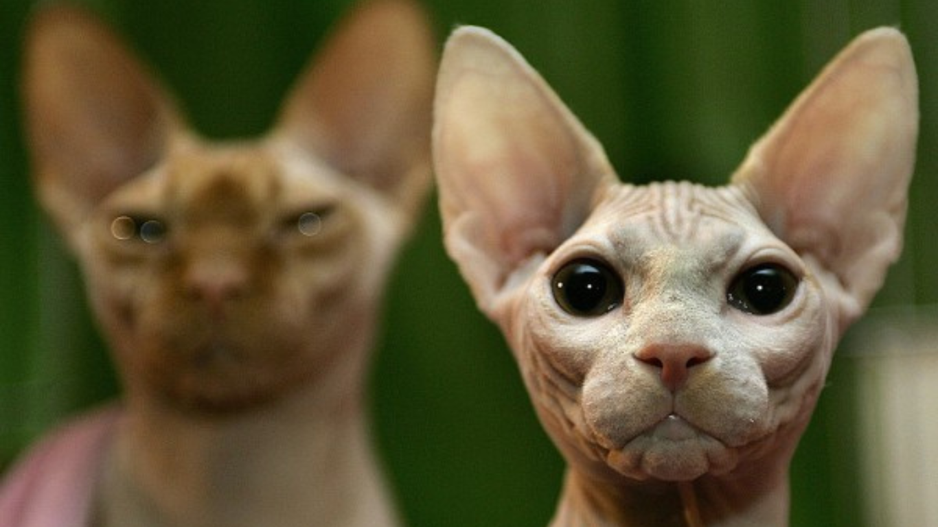 Cute Hairless Cats: All About Sphynx Cats, Pricing, and Lifespan