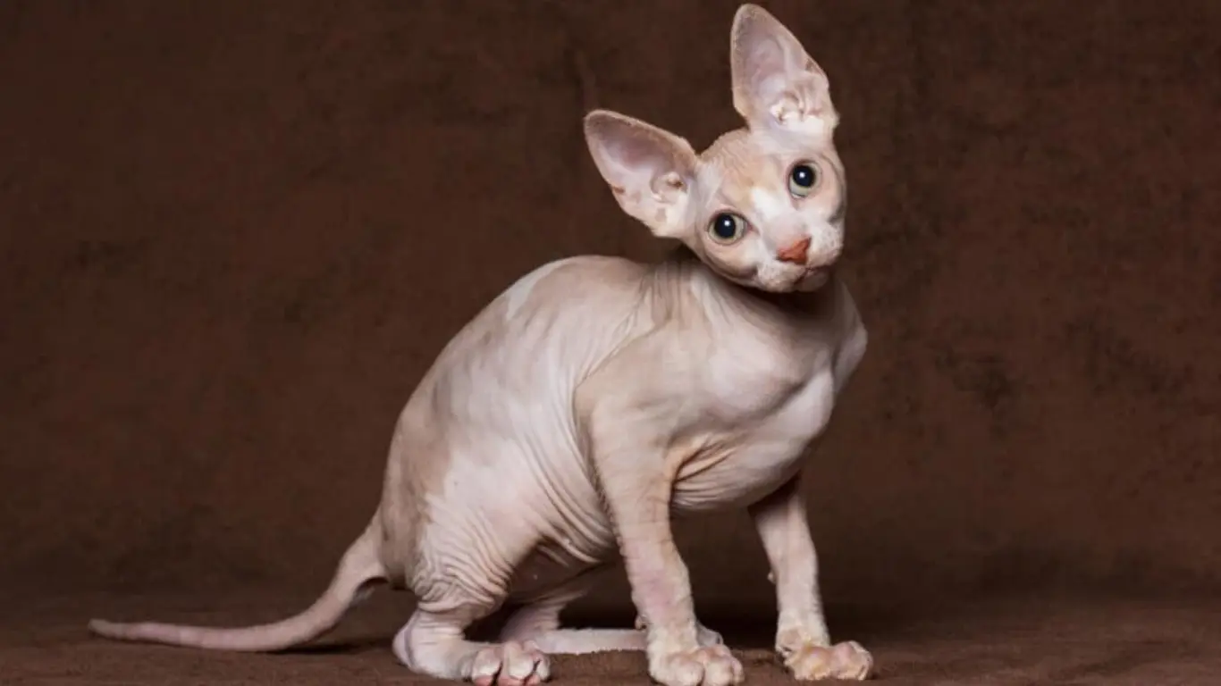 How Much Are Sphynx Cats Worth