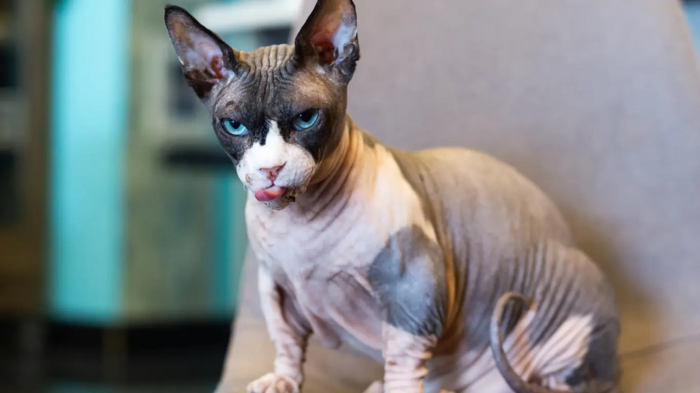 Bald Cat