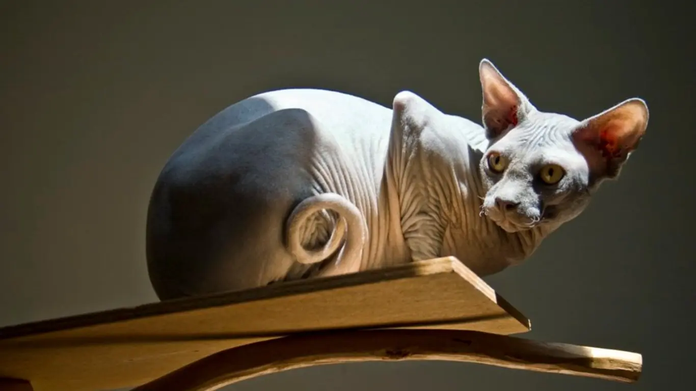 Baby Sphynx Cat