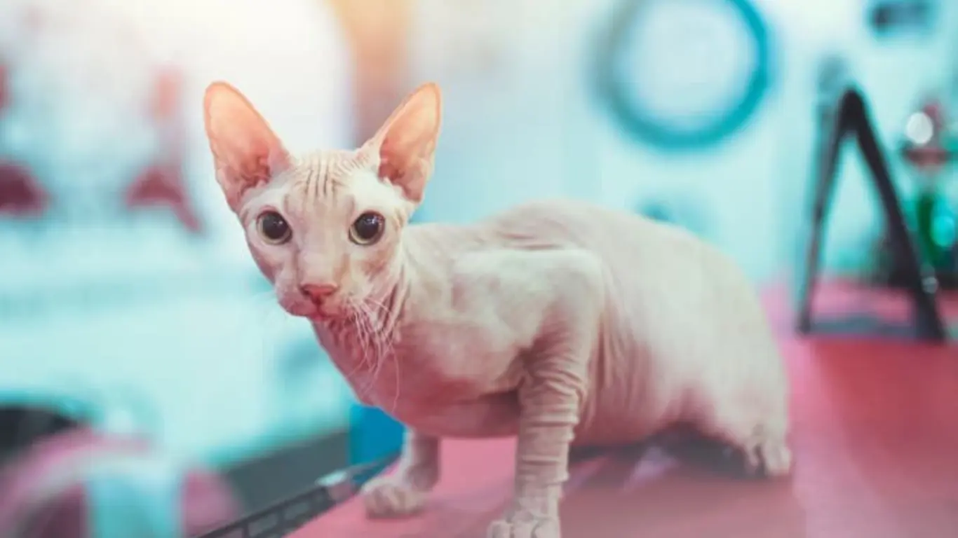 Grooming and Care for Cute Hairless Cats