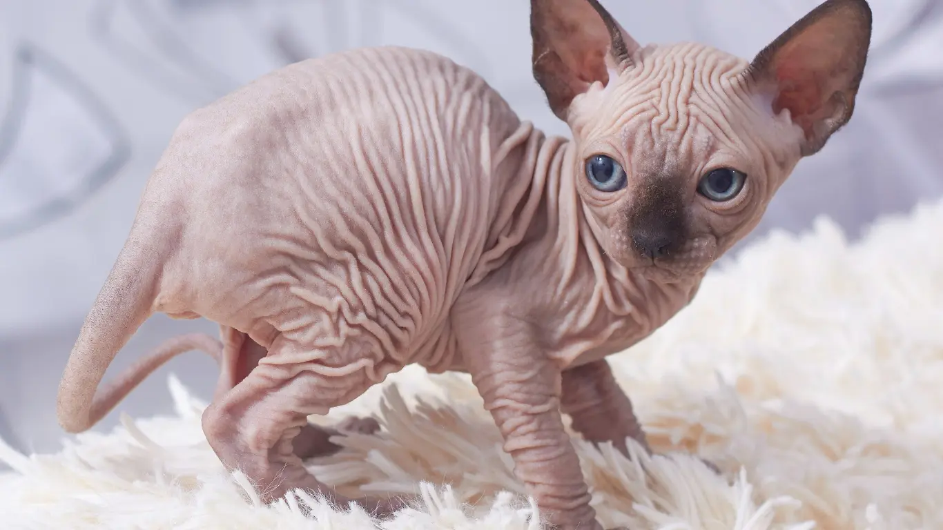 How Long Do Sphynx Kittens Live?