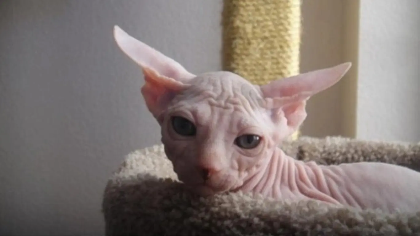 Mexican Hairless Cat