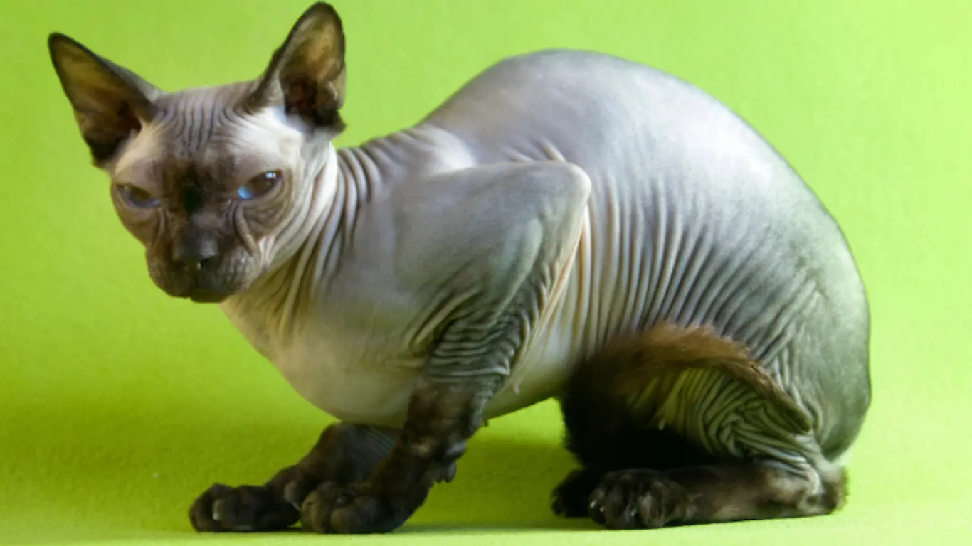 How Big Do Sphynx Cats Get