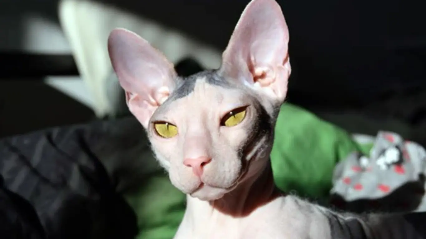 Mexican Hairless Cat