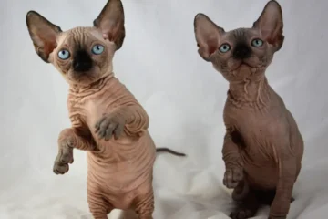 Sphynx Cat for Sale Near Me