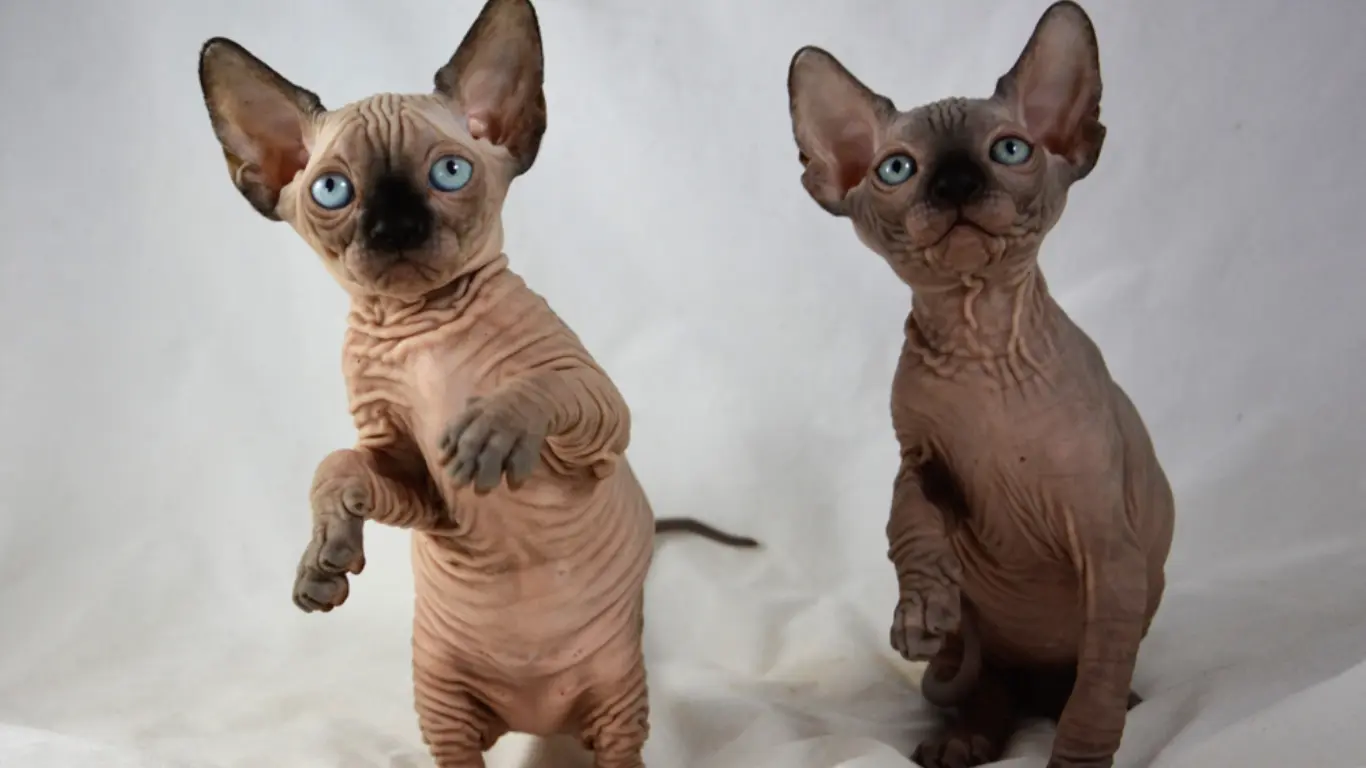 Sphynx Cat for Sale Near Me