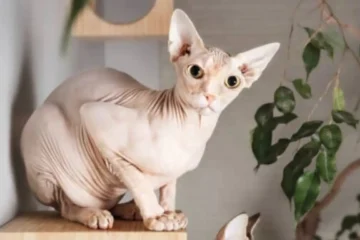 Sphynx Daily Quiz