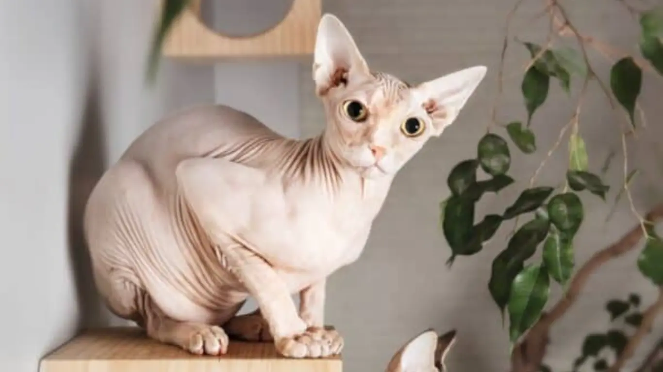 Sphynx Daily Quiz