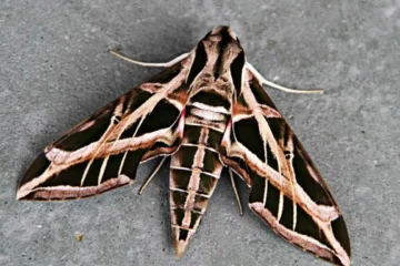 Sphynx Moth