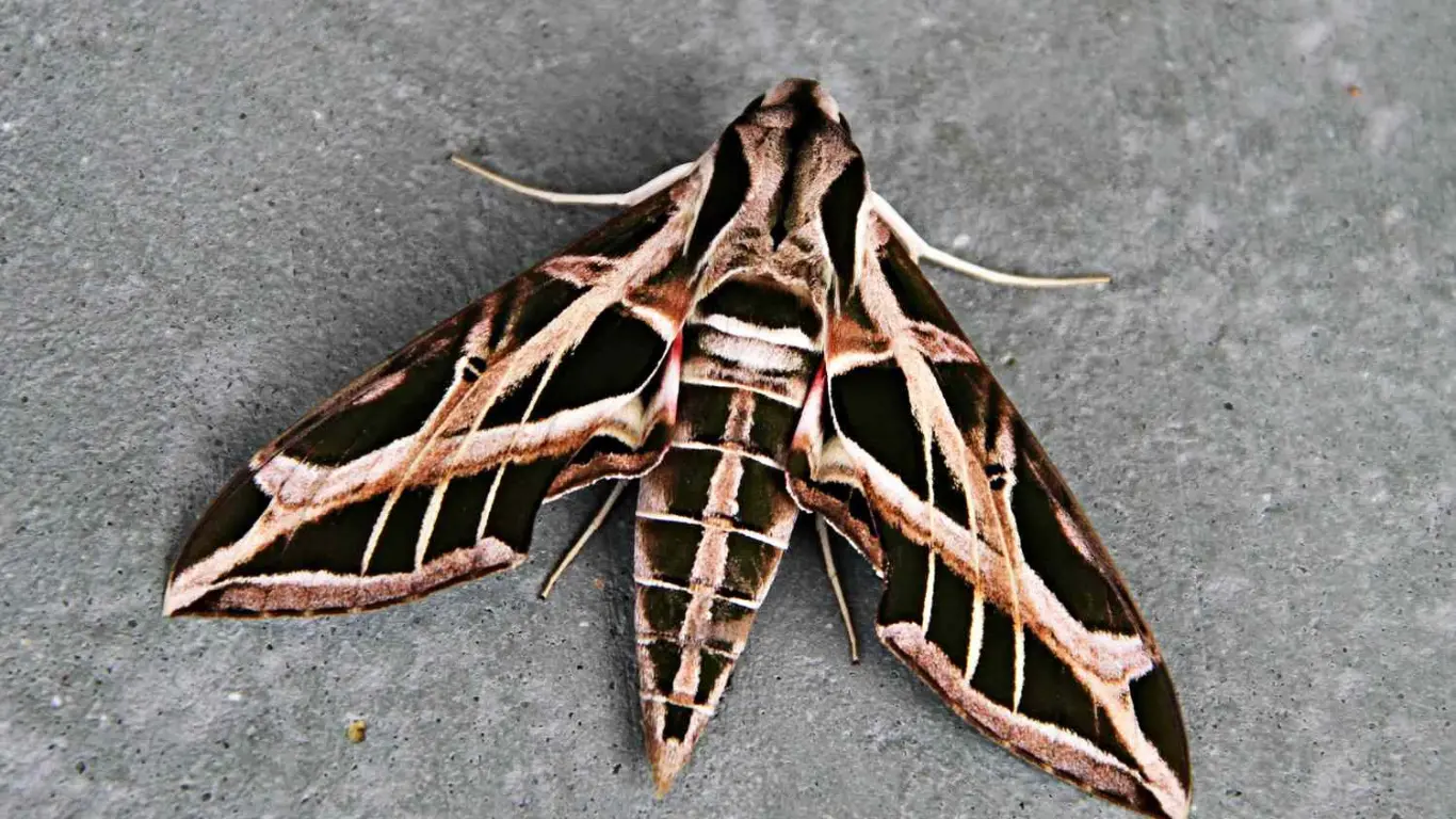 Sphynx Moth