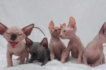 Sphynx for Sale