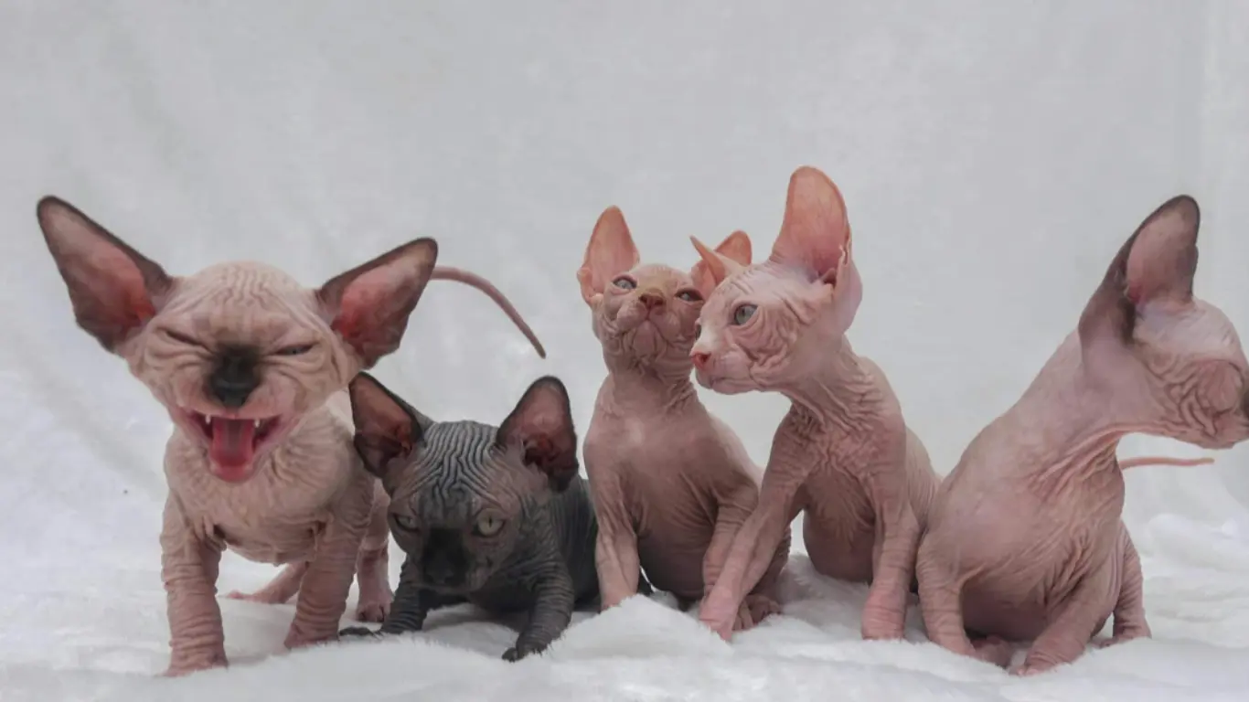 Sphynx for Sale