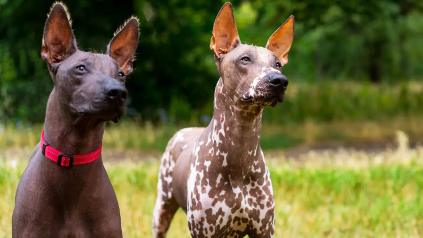 Hairless Dog