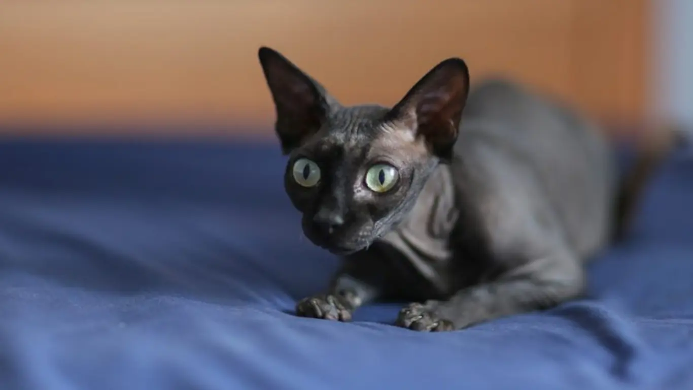 Black Hairless Cats