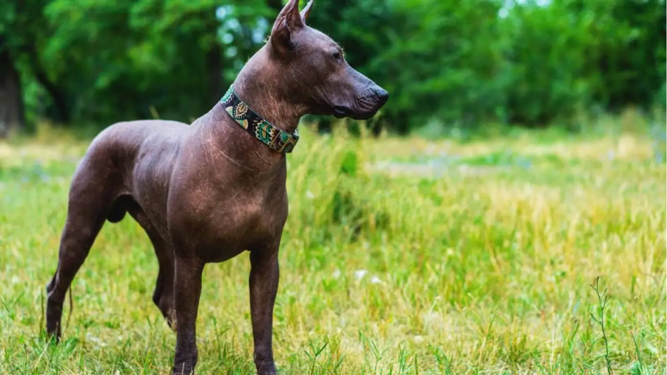 Mexican Hairless Dog