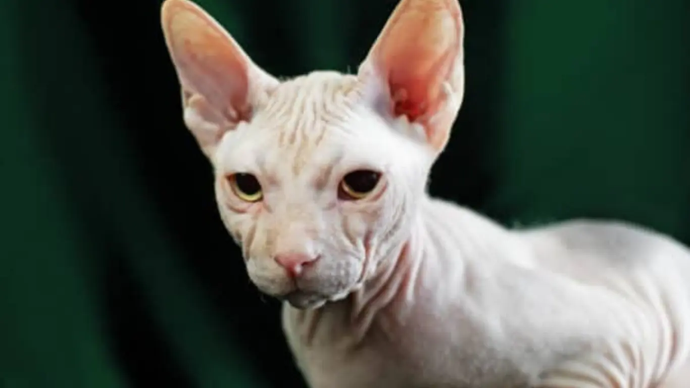 The Appeal of Sphynx Daily Quiz: Test Your Knowledge Every Day