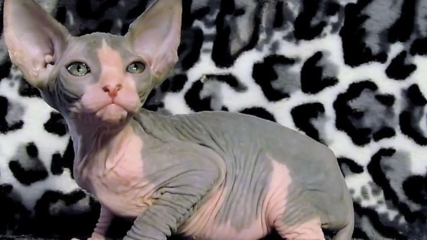 Why Are Sphynx Cats So Wrinkly