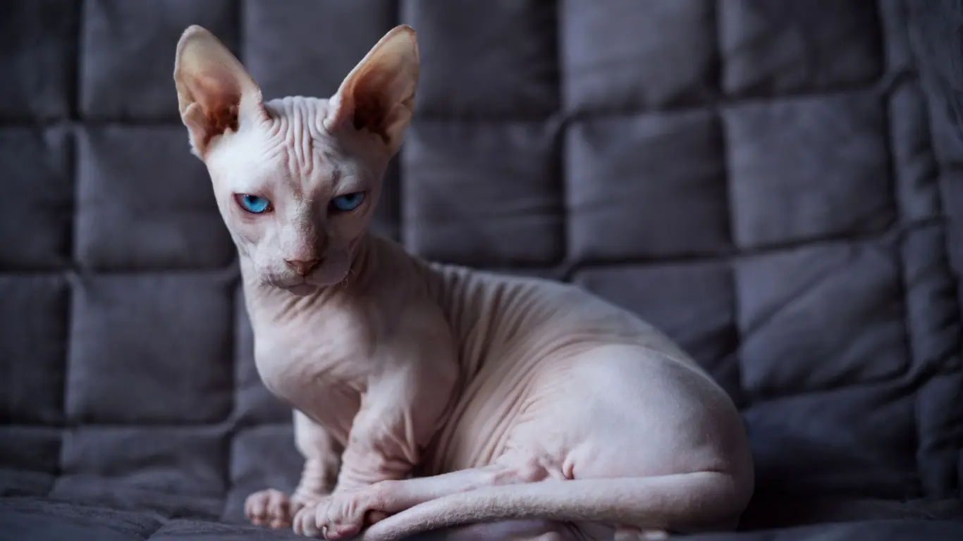 Cute:4isfmzbxbmc= Baby Sphynx Cat