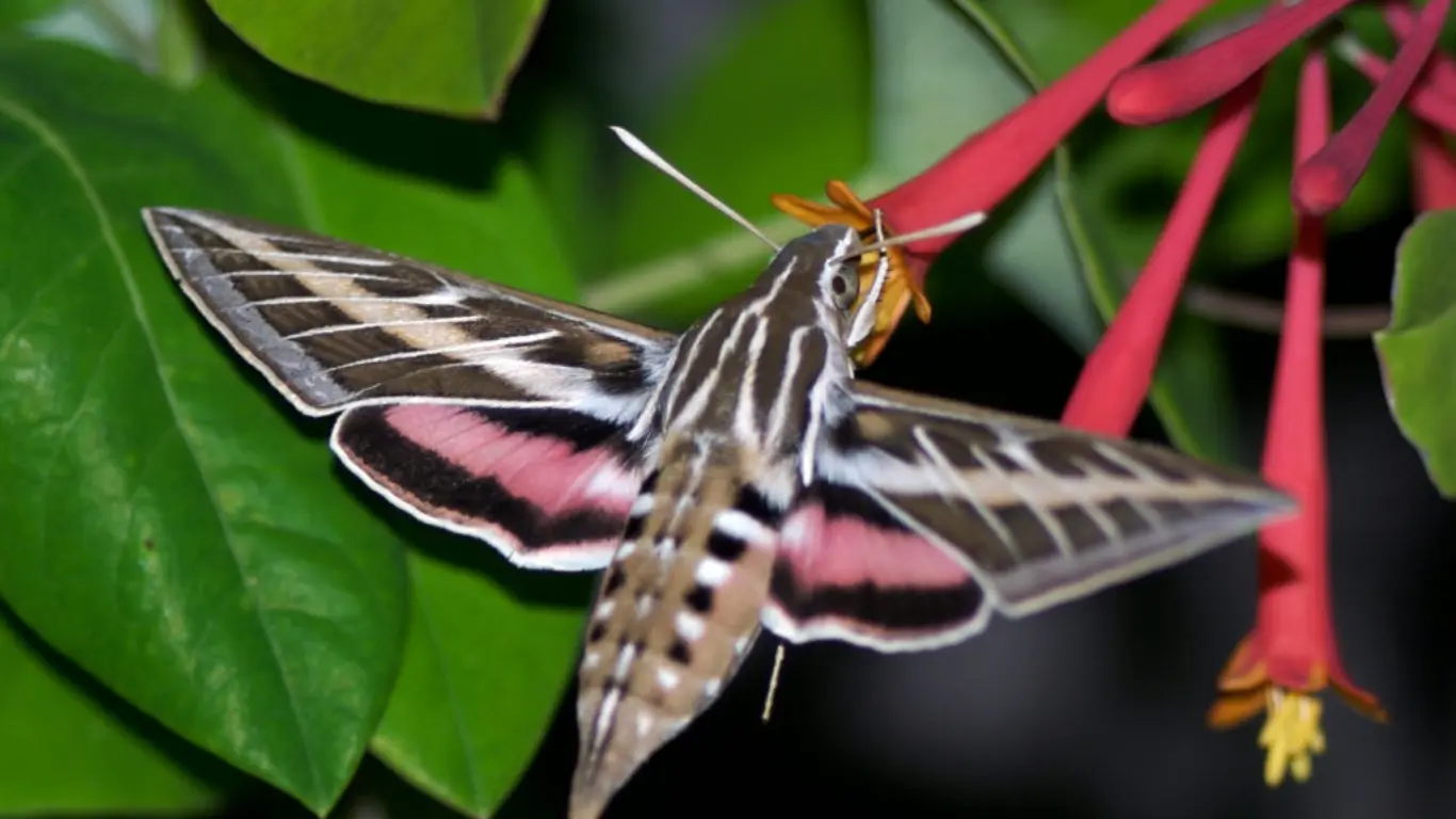 The Species of Sphynx Moths