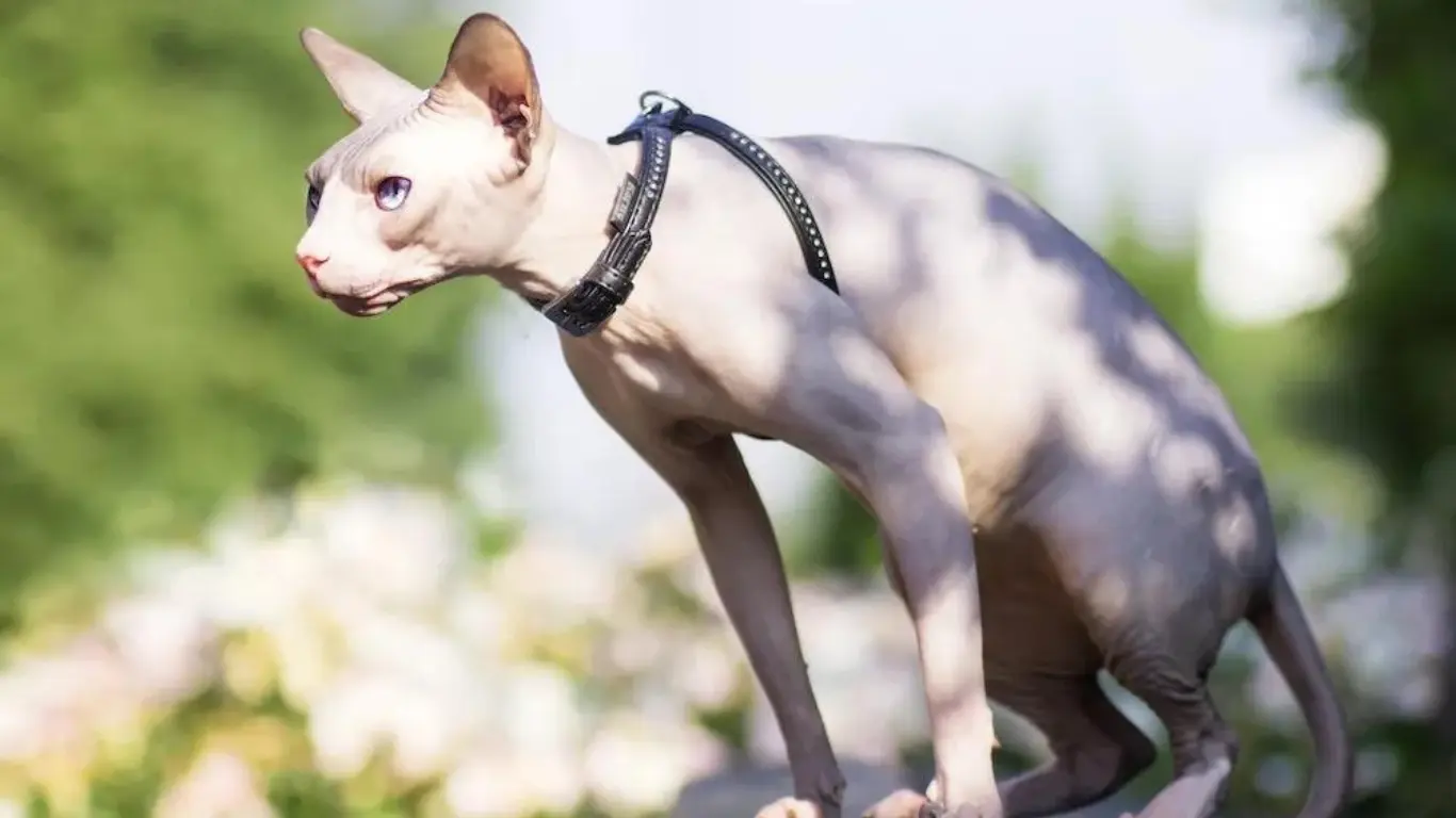 Sphynx for sale