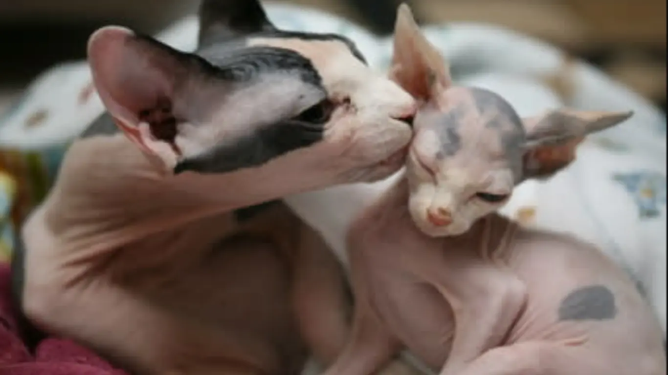 Why Do People Love Sphynx Cats as Ugly