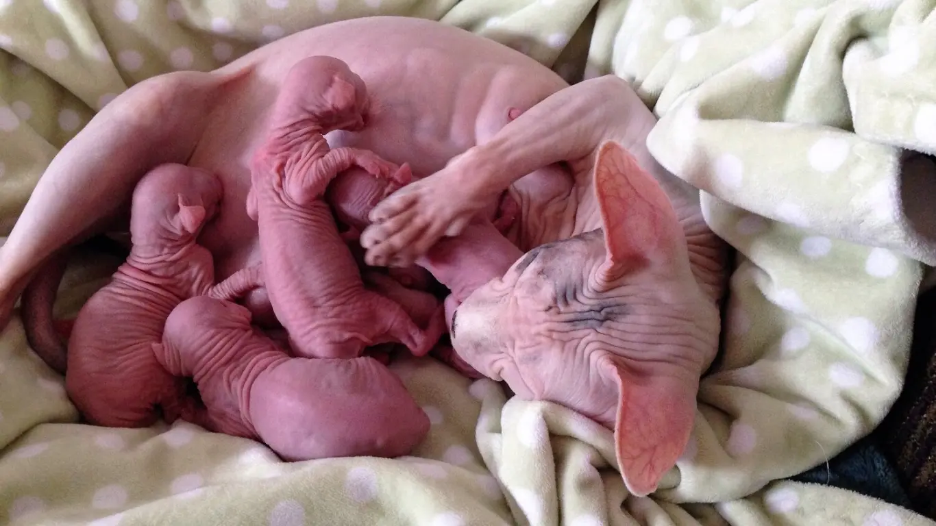 Newborn Baby Sphynx Cat