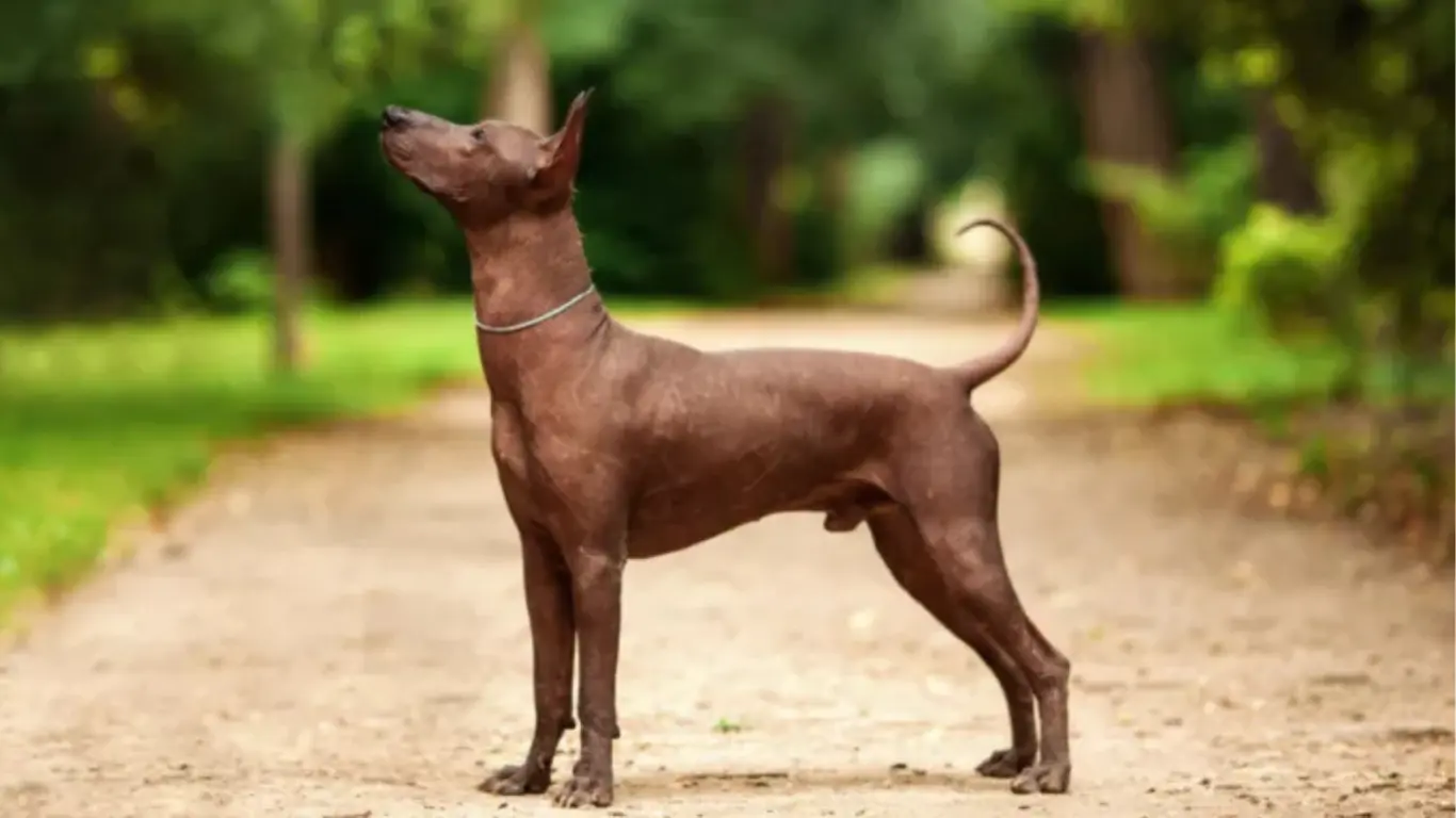 Mexican Hairless Dog