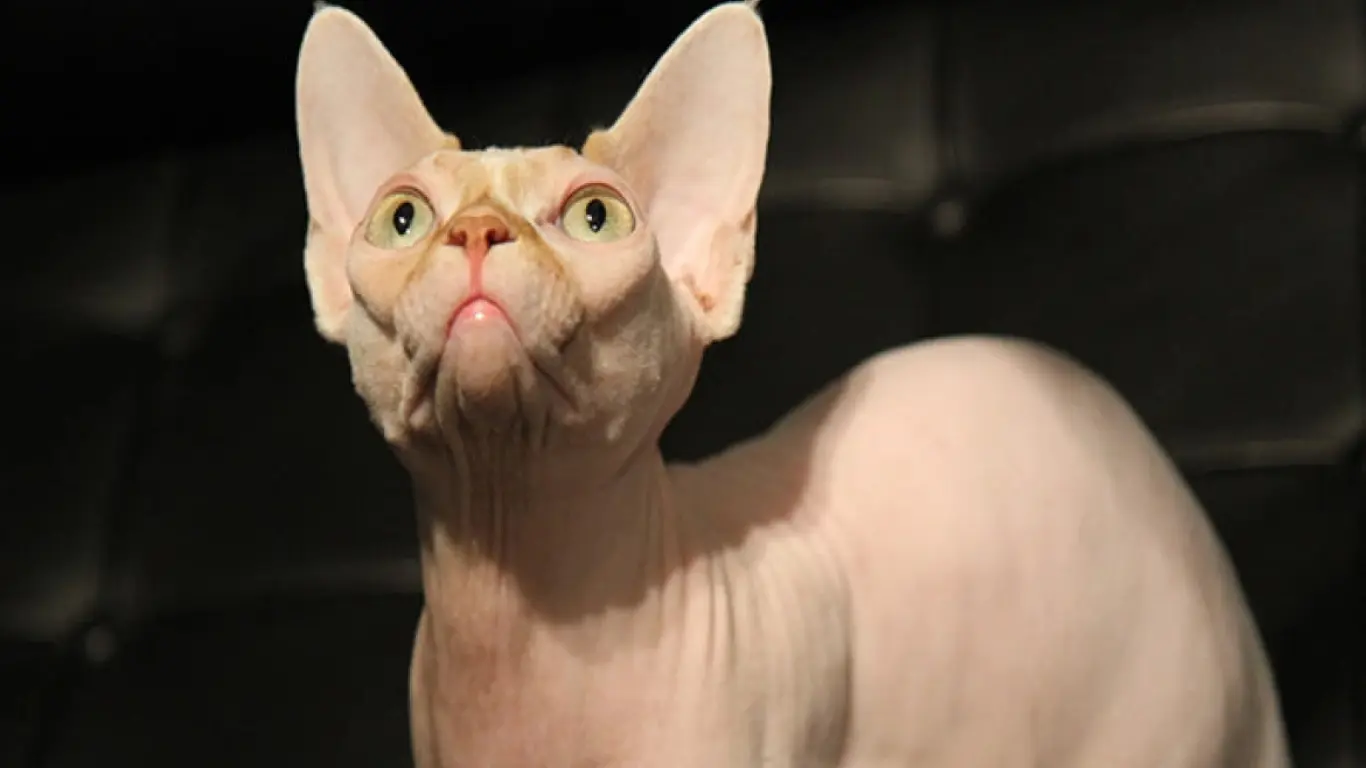 Why Are Sphynx Cats So Wrinkly