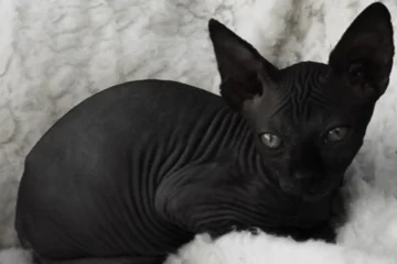 Black Hairless Cat