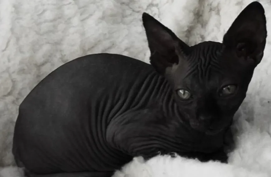 Black Hairless Cat