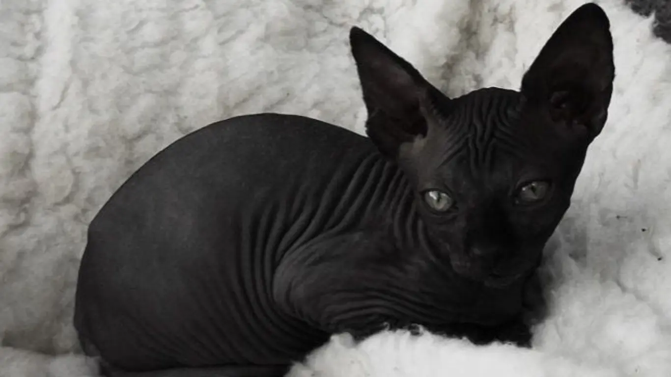 Black Hairless Cat