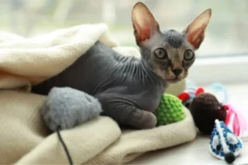 Cute:4isfmzbxbmc= Baby Sphynx Cat