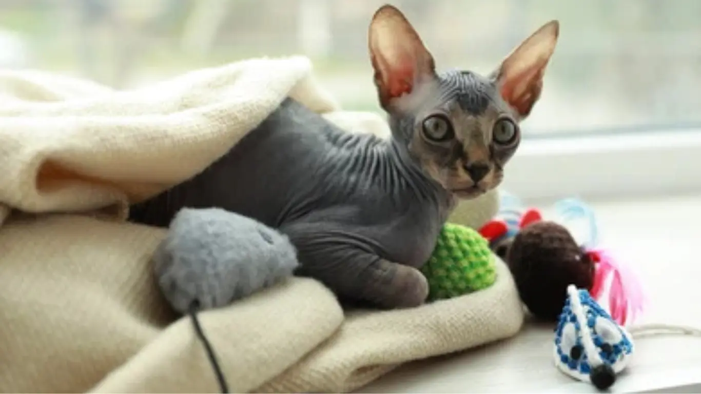 Cute:4isfmzbxbmc= Baby Sphynx Cat