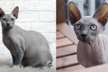 Grey Sphynx Cat