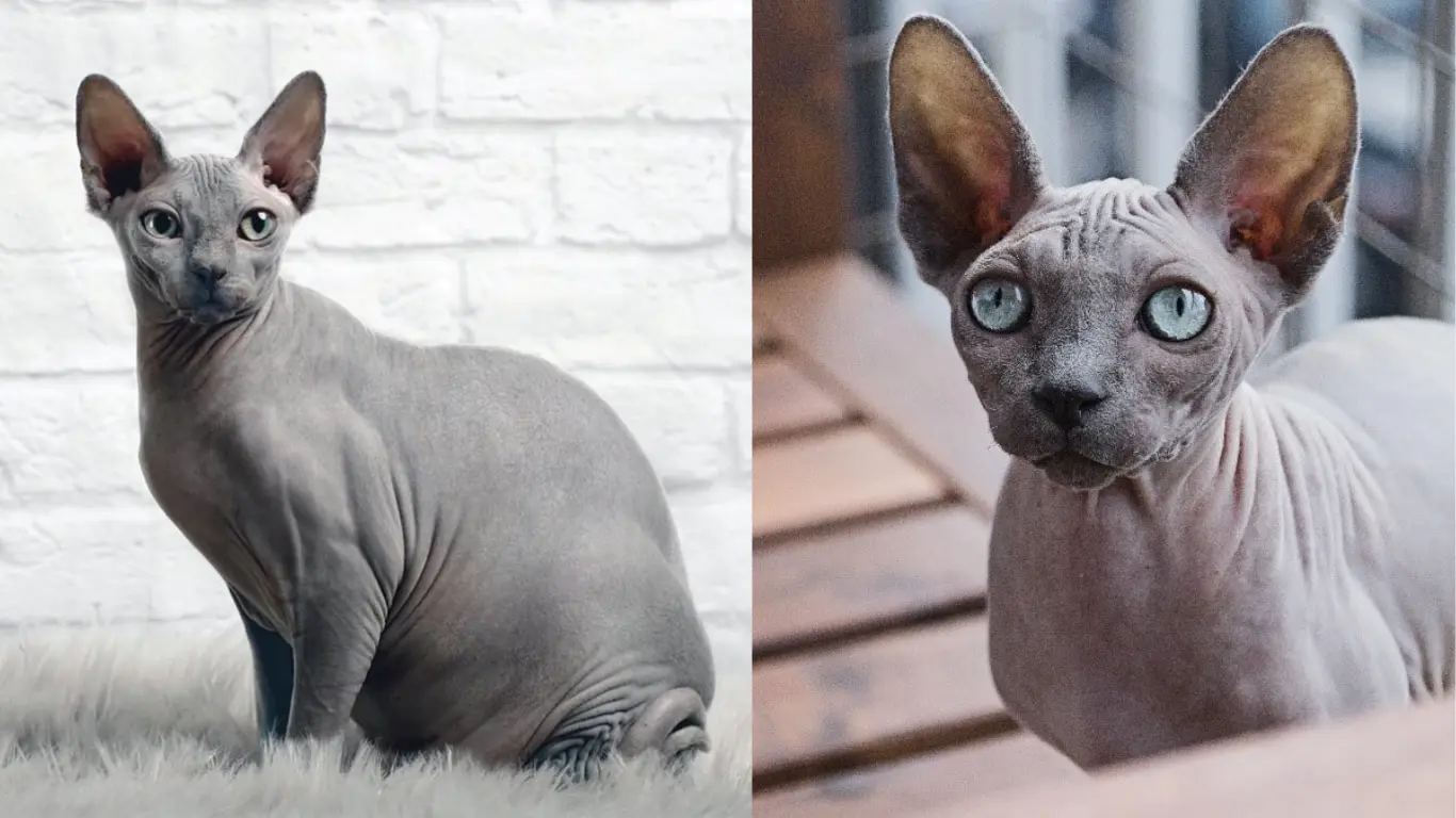 Grey Sphynx Cat