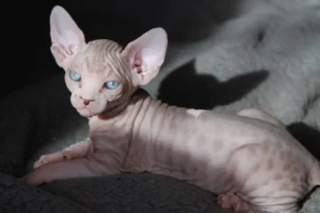 Hairless Cat Kittens