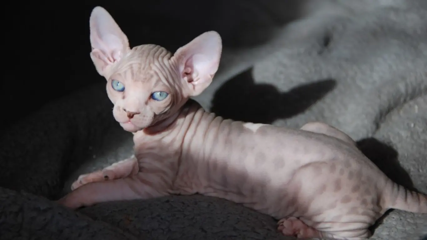 Hairless Cat Kittens