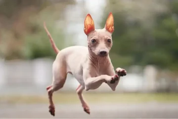 Hairless Dog