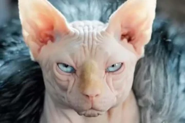 How Much Are Sphynx Cats Worth