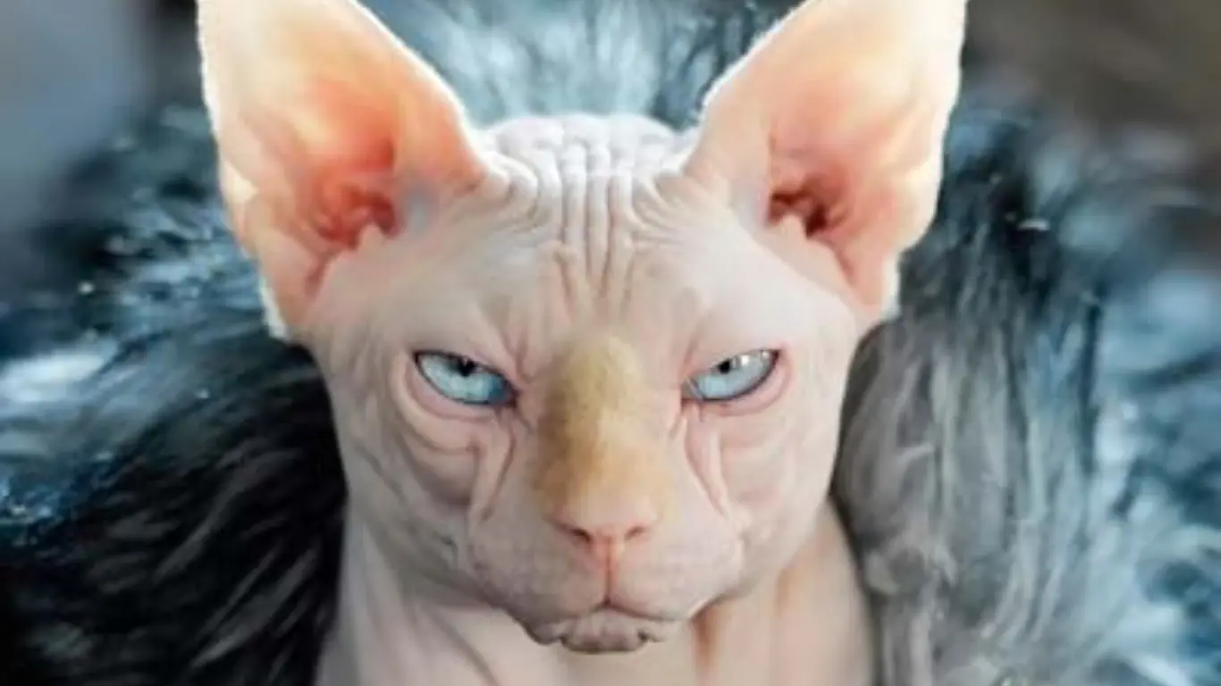 How Much Are Sphynx Cats Worth