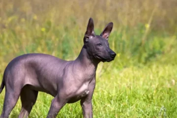 Mexican Hairless Dog