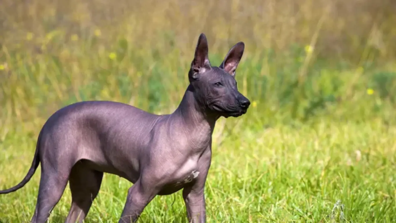 Mexican Hairless Dog