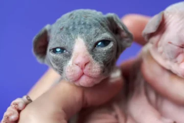 Newborn Baby Sphynx Cat