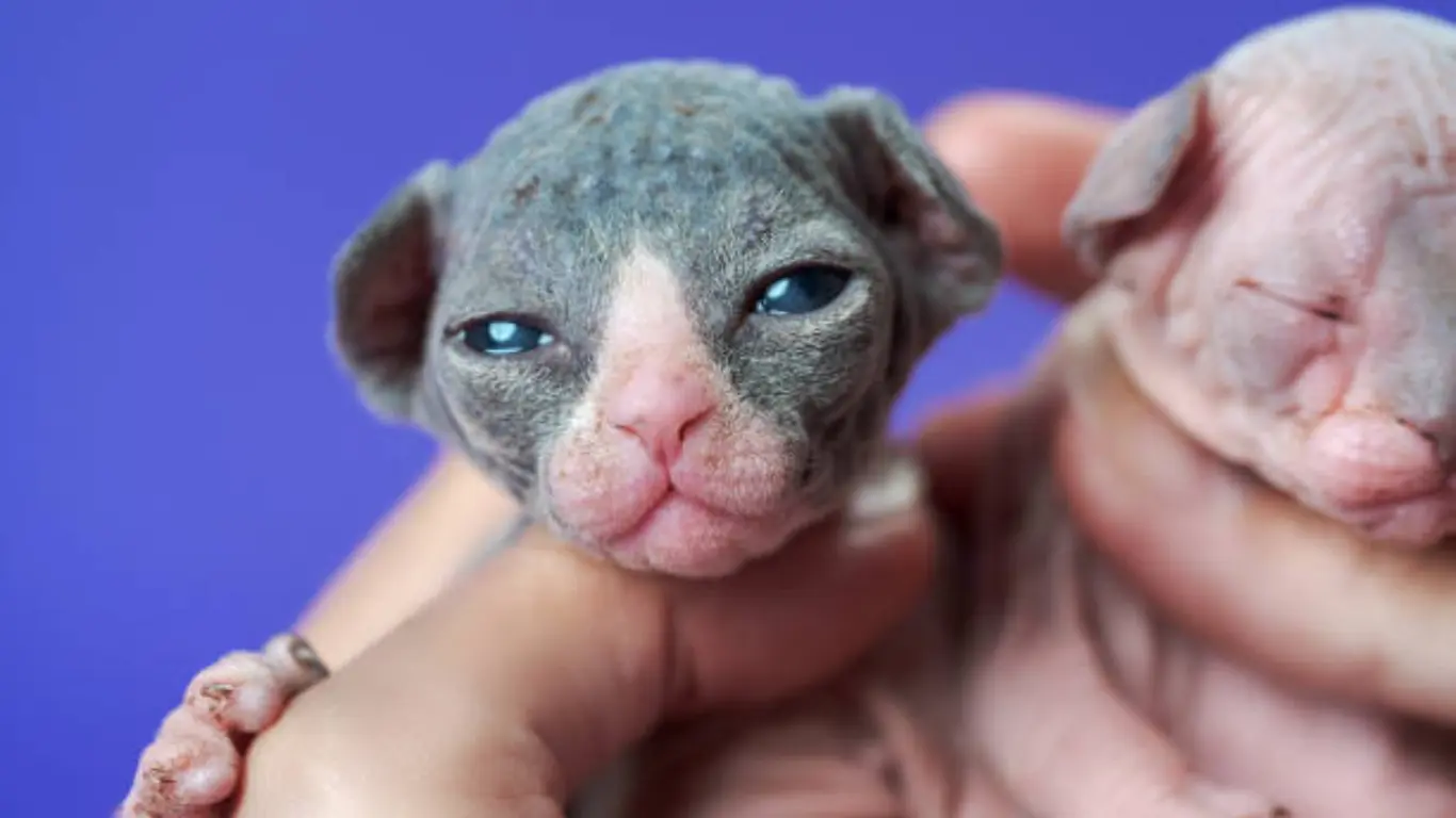 Newborn Baby Sphynx Cat