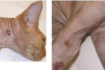 Urticaria Pigmentosa Sphynx Cat Skin Fungus