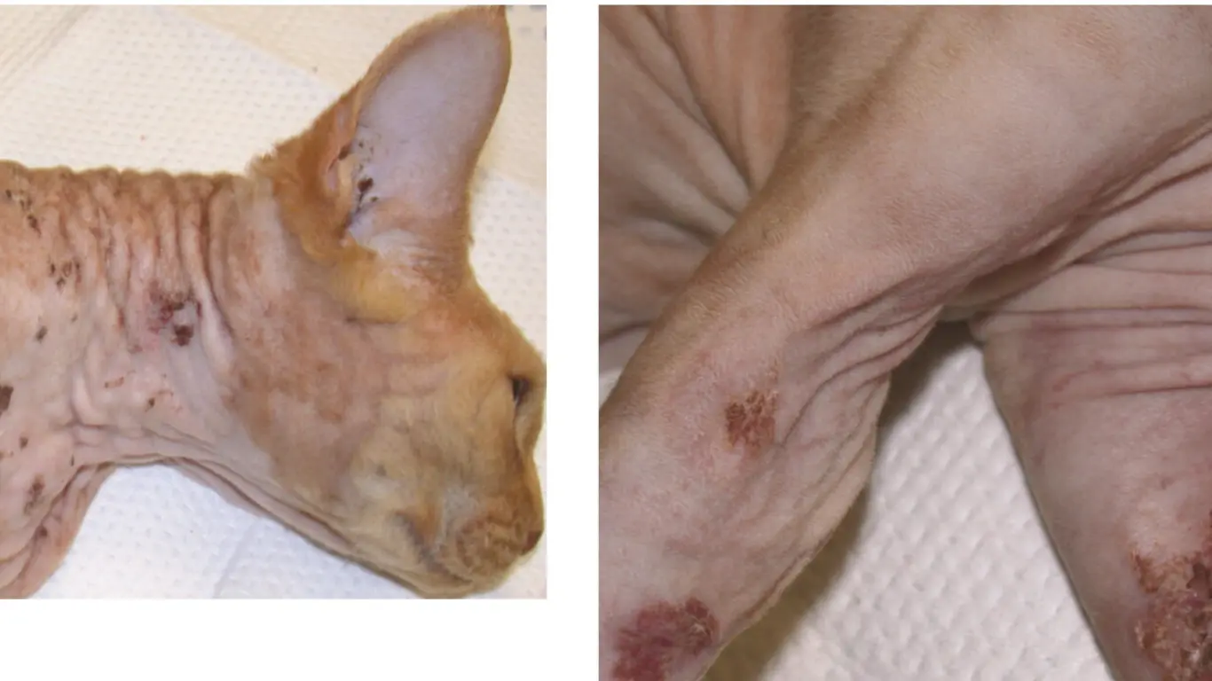 Urticaria Pigmentosa Sphynx Cat Skin Fungus