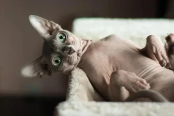 Why Are Sphynx Cats So Ugly?