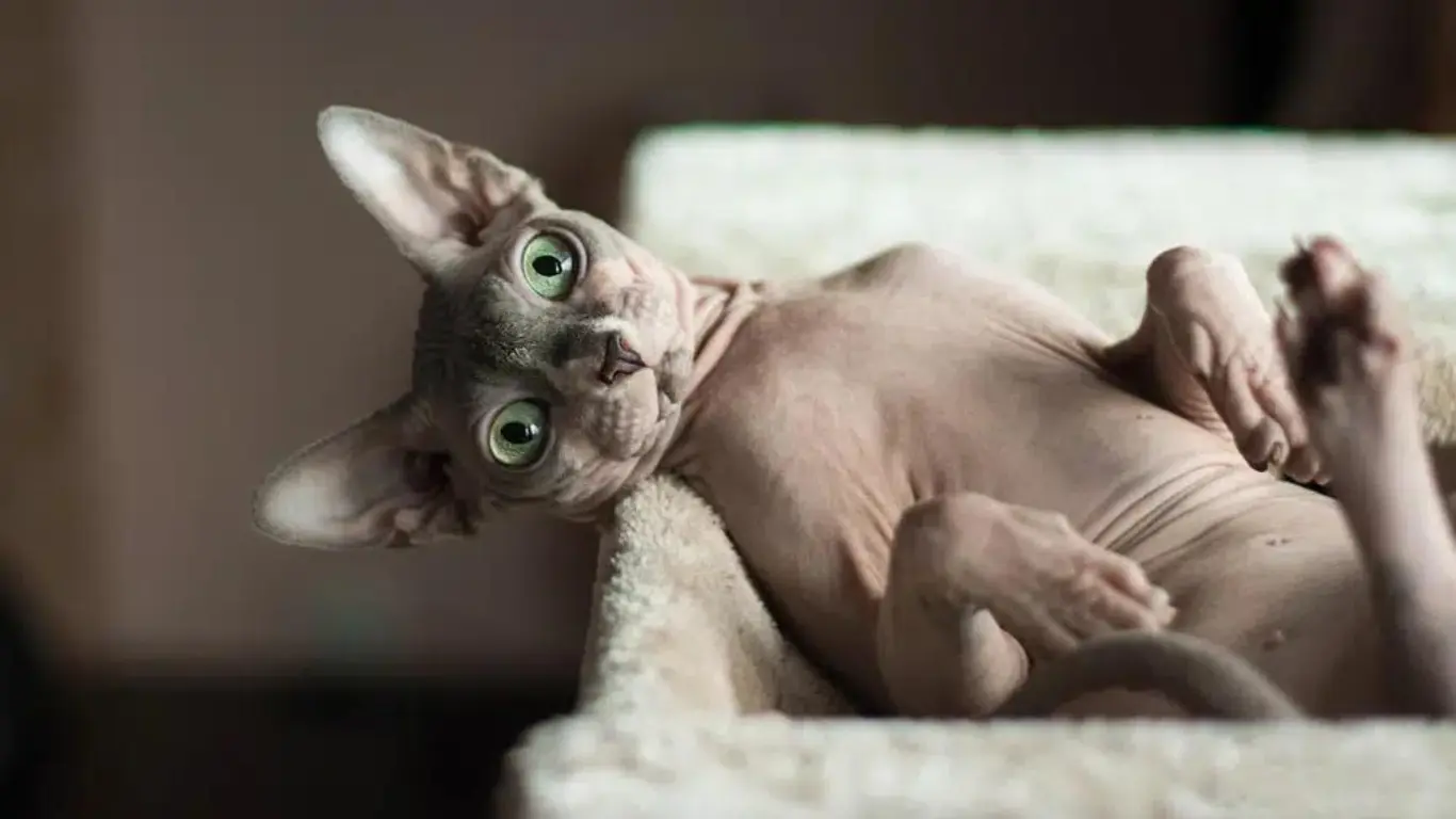 Why Are Sphynx Cats So Ugly?