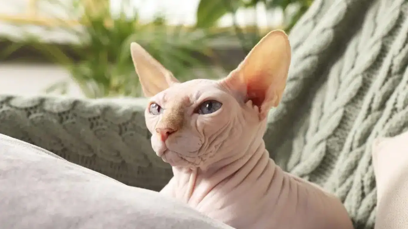 Why Are Sphynx Cats So Wrinkly? Understanding Their Unique Look and Charm